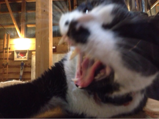 image-20140214231103.png
